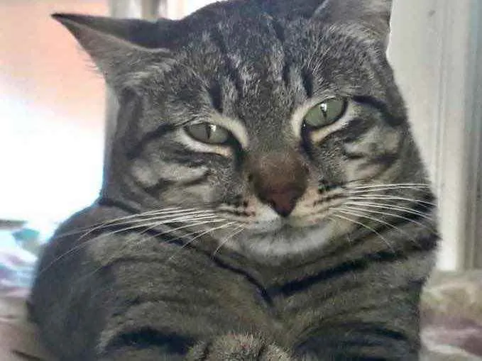 Gato raça Srd idade 1 ano nome Giorgio Armani lindo