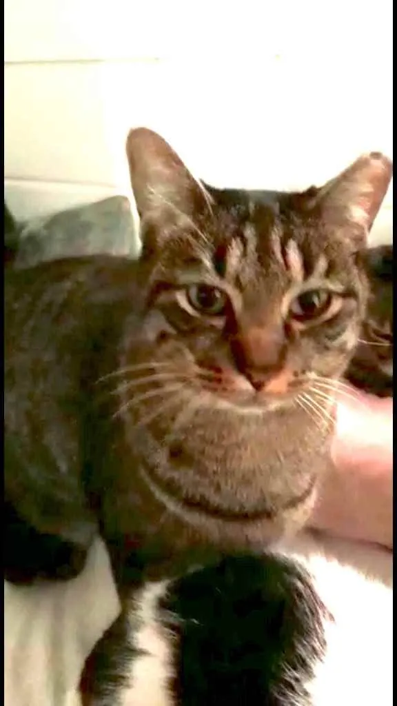 Gato raça Srd idade 1 ano nome Gucci lindíssimo 