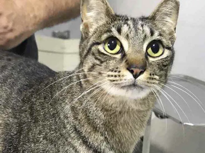 Gato raça Srd idade 1 ano nome Gucci lindíssimo 