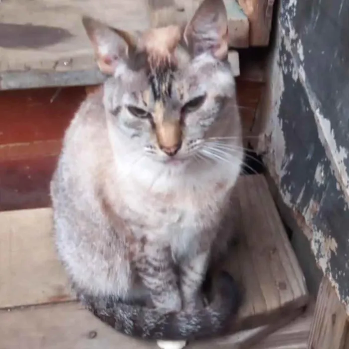 Gato raça Srd Linda  idade 1 ano nome Miss Tippy urgente