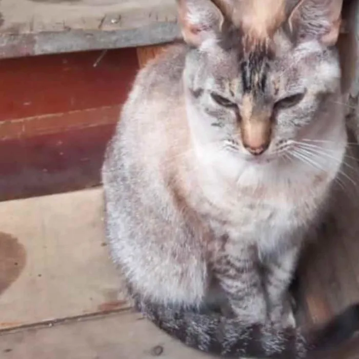 Gato raça Srd Linda  idade 1 ano nome Miss Tippy urgente