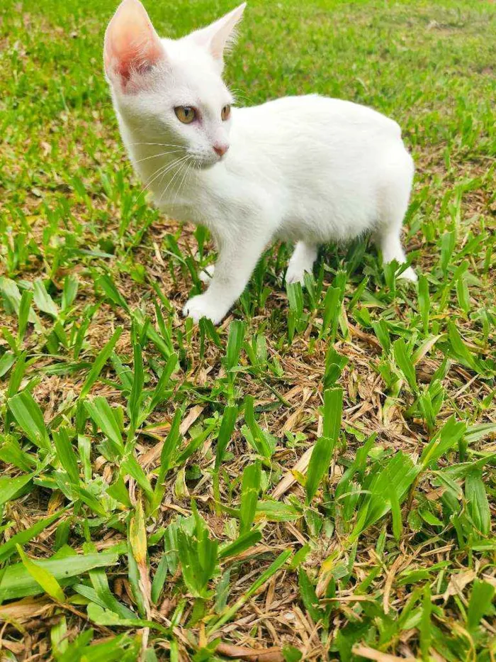 Gato ra a Vira lata idade 2 a 6 meses nome :)