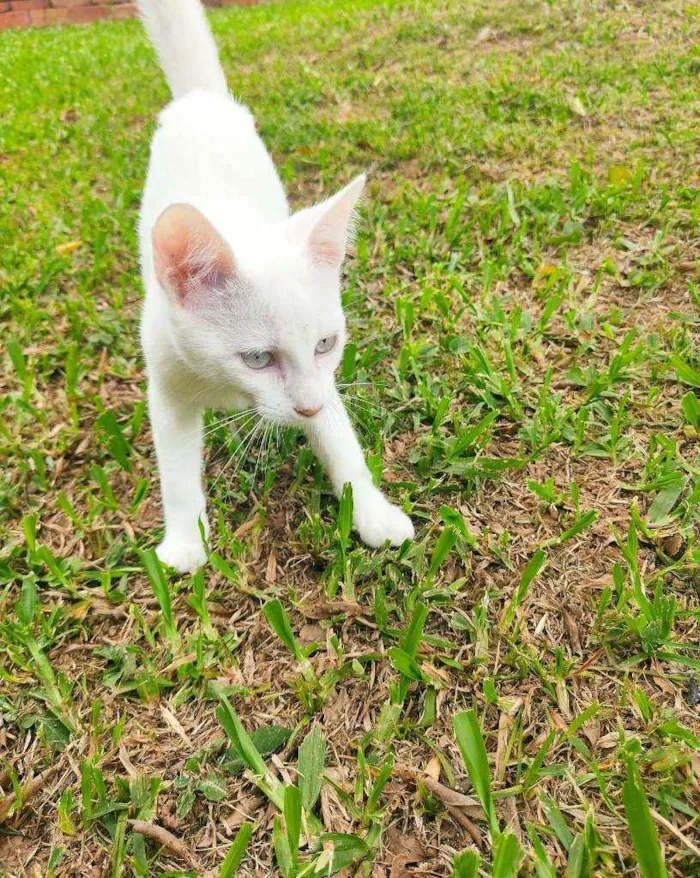 Gato ra a Vira lata idade 2 a 6 meses nome :)