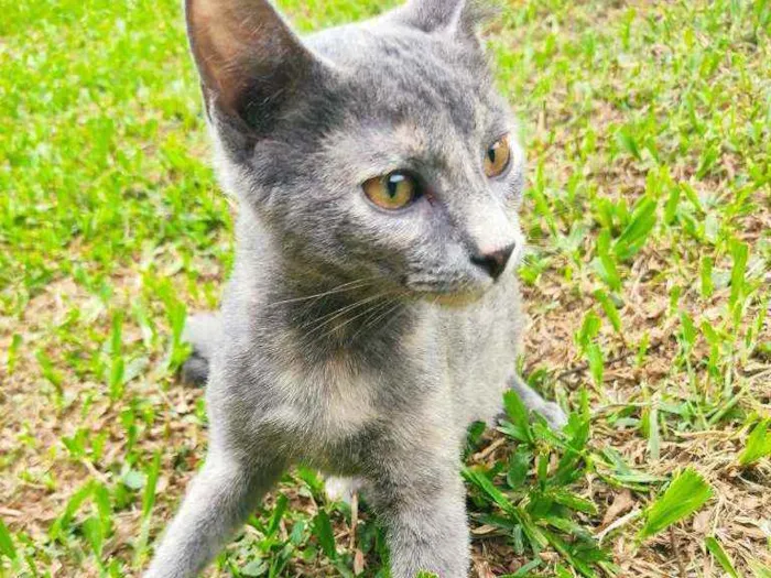 Gato ra a Vira lata idade 2 a 6 meses nome :)