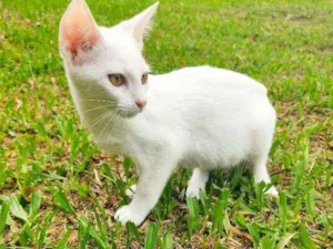 Gato raça Vira lata idade 2 a 6 meses nome :)