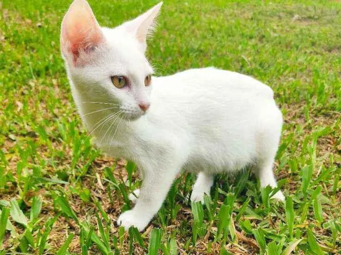 Gato ra a Vira lata idade 2 a 6 meses nome :)