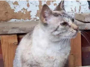 Gato raça Srd Linda  idade 1 ano nome Miss Tippy urgente