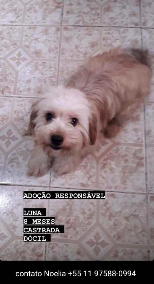 Cachorro ra a SRD idade 7 a 11 meses nome LUNA