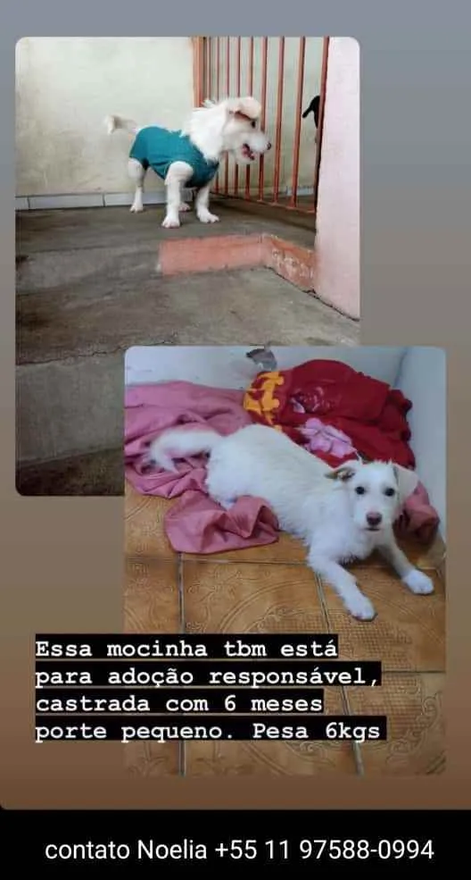 Cachorro ra a SRD idade 7 a 11 meses nome BRANQUINHA