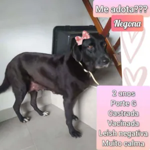 Cachorro raça SRD idade 2 anos nome Negona