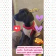 Amora