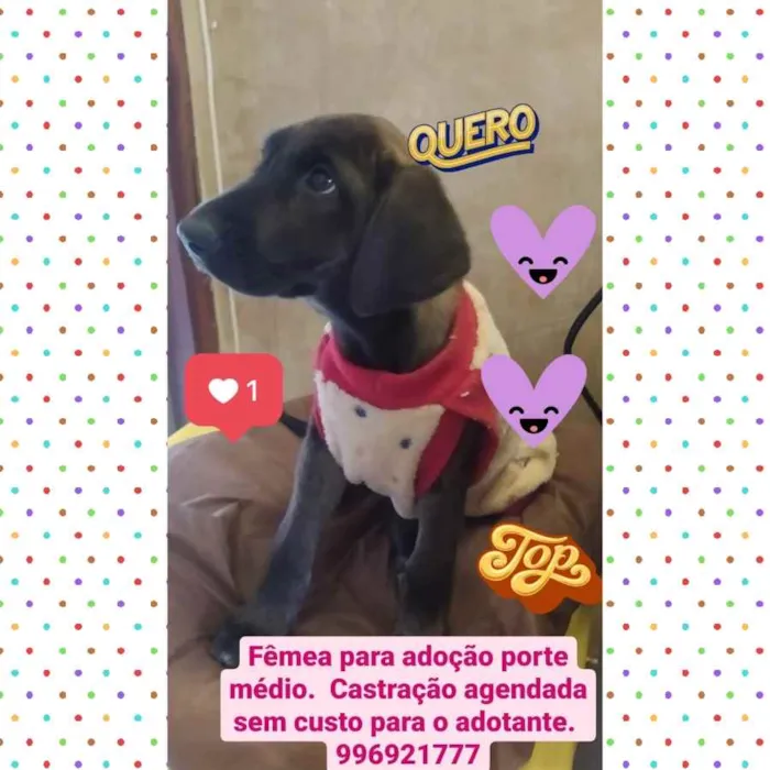 Cachorro raça SRD idade 2 a 6 meses nome Amora