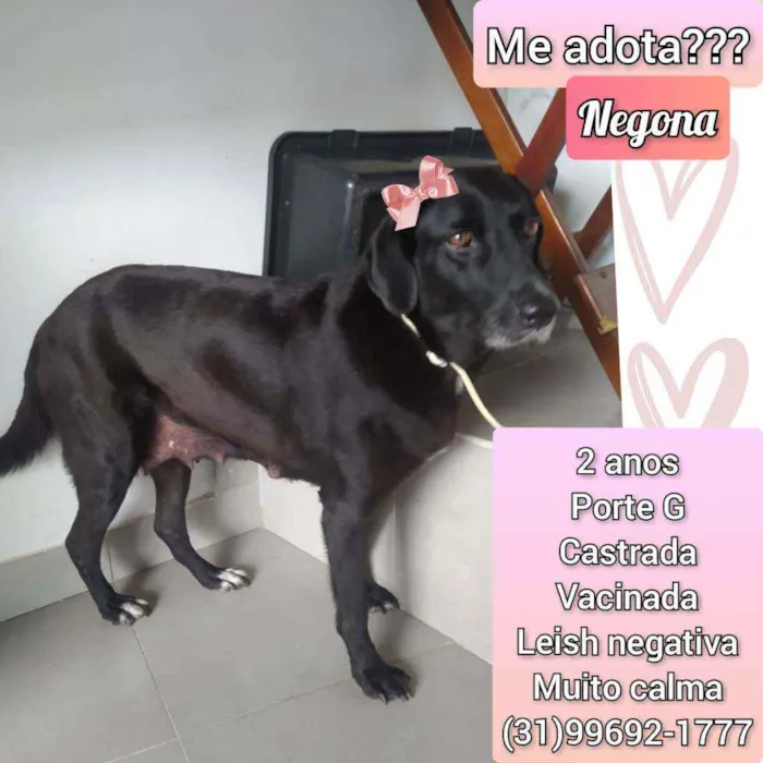 Cachorro raça SRD idade 2 anos nome Negona