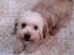 Cachorro raça SRD idade 7 a 11 meses nome LUNA