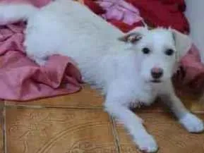 Cachorro raça SRD idade 7 a 11 meses nome BRANQUINHA
