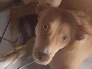 Cachorro raça Podenco andaluz idade 1 ano nome Lesse