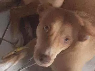 Cachorro ra a Podenco andaluz idade 1 ano nome Lesse