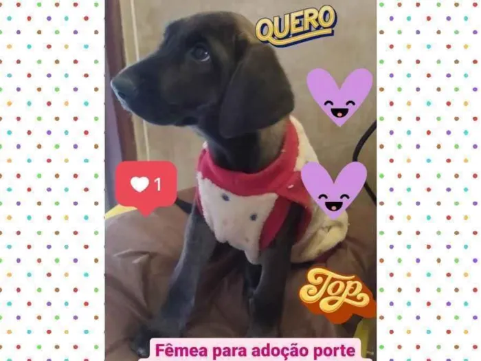 Cachorro raça SRD idade 2 a 6 meses nome Amora