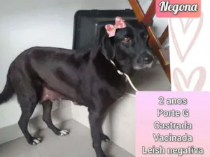 Cachorro raça SRD idade 2 anos nome Negona