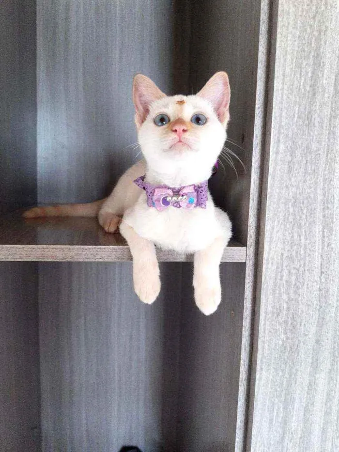 Gato raça SRD  idade 2 a 6 meses nome Susi 