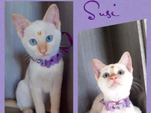 Gato raça SRD  idade 2 a 6 meses nome Susi 