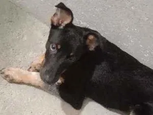 Cachorro raça Vira lata idade 2 a 6 meses nome Mel