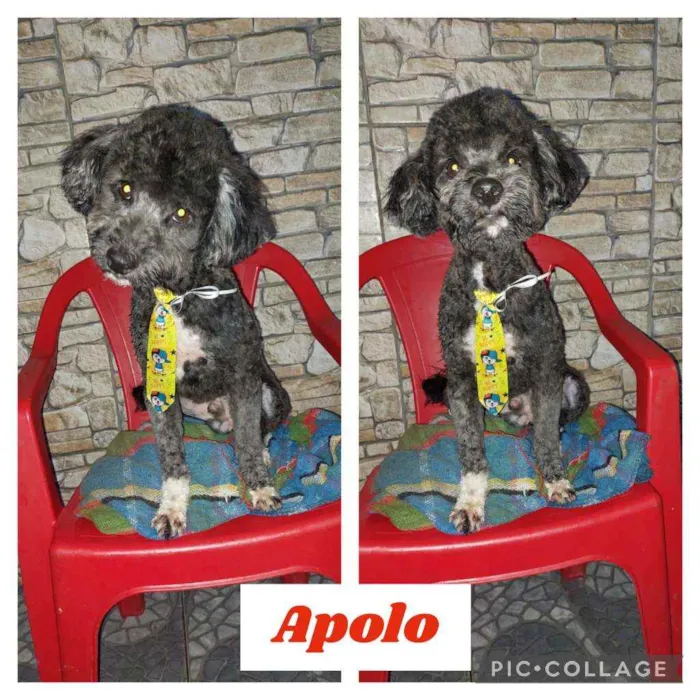 APOLO