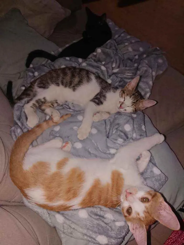 Gato ra a SRD idade 2 a 6 meses nome Incenso