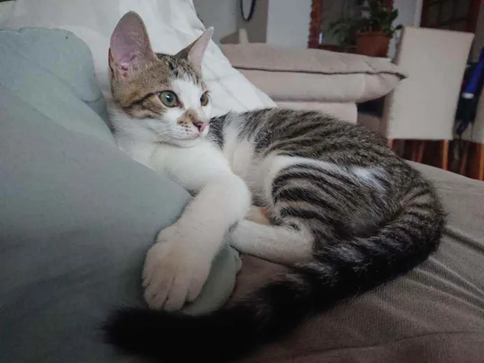 Gato ra a SRD idade 2 a 6 meses nome Incenso