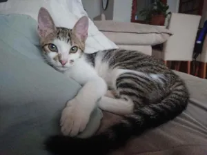 Gato raça SRD idade 2 a 6 meses nome Incenso