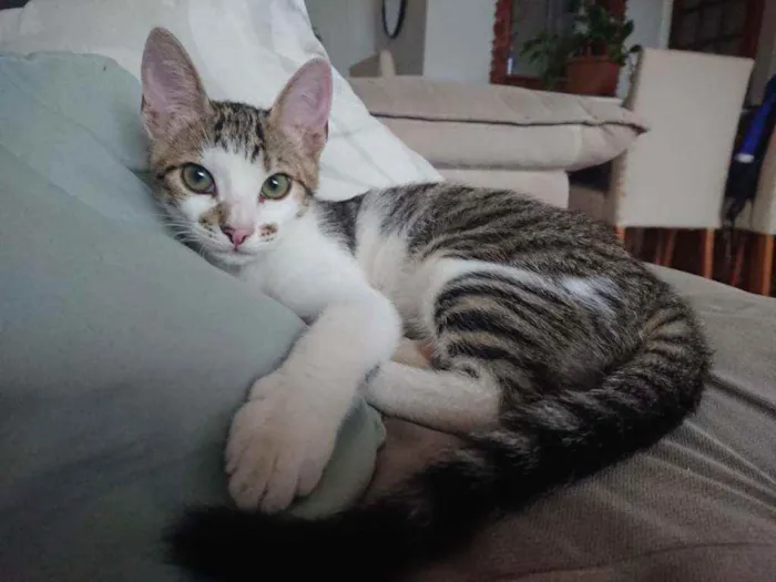 Gato ra a SRD idade 2 a 6 meses nome Incenso