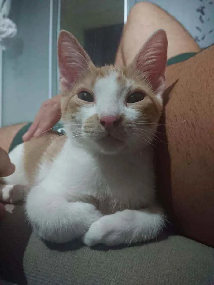 Gato ra a SRD idade 2 a 6 meses nome Ouro
