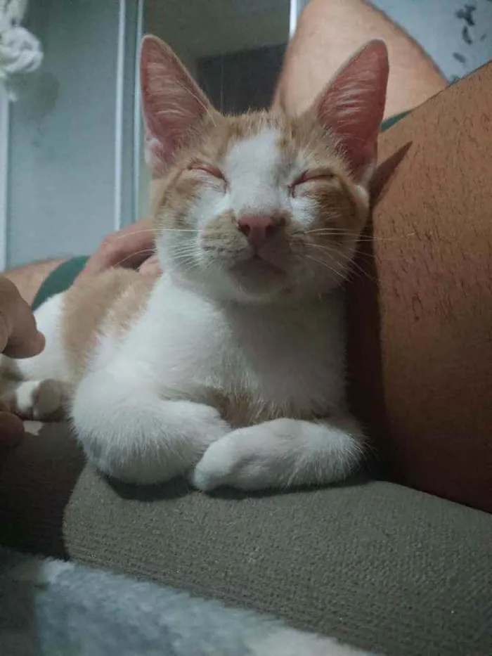 Gato ra a SRD idade 2 a 6 meses nome Ouro