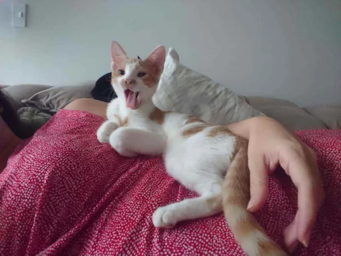 Gato ra a SRD idade 2 a 6 meses nome Ouro