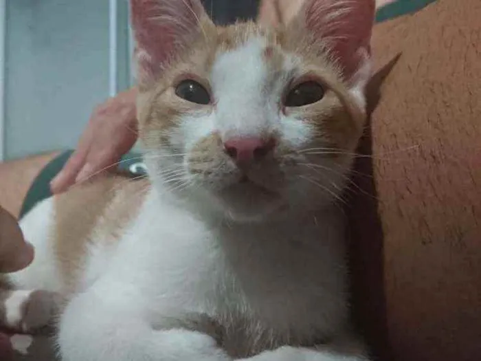 Gato ra a SRD idade 2 a 6 meses nome Ouro