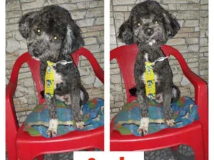 Cachorro raça POODLE idade 7 a 11 meses nome APOLO