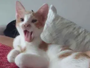 Gato raça SRD idade 2 a 6 meses nome Ouro