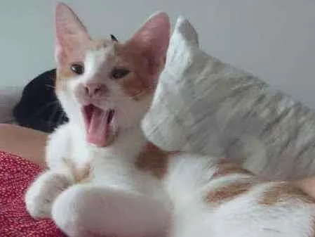 Gato ra a SRD idade 2 a 6 meses nome Ouro