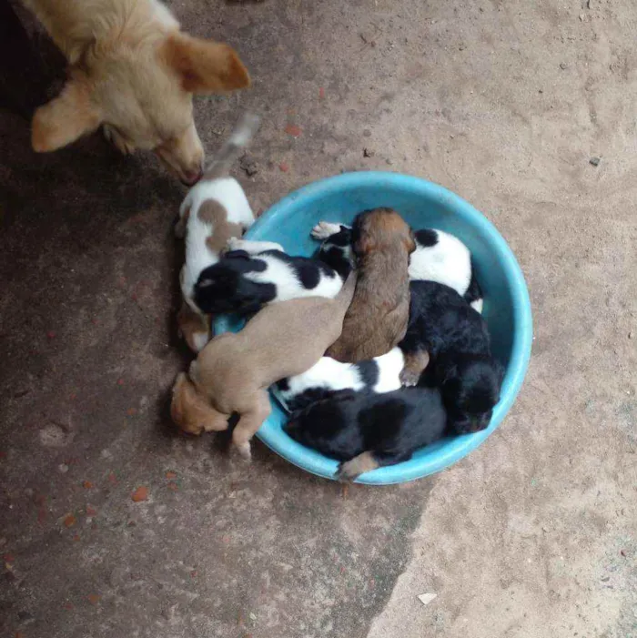 Cachorro ra a Vira lata idade  nome Bolinha