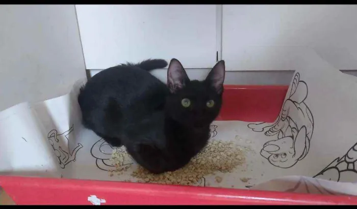 Gato ra a SRD idade 2 a 6 meses nome Mirra