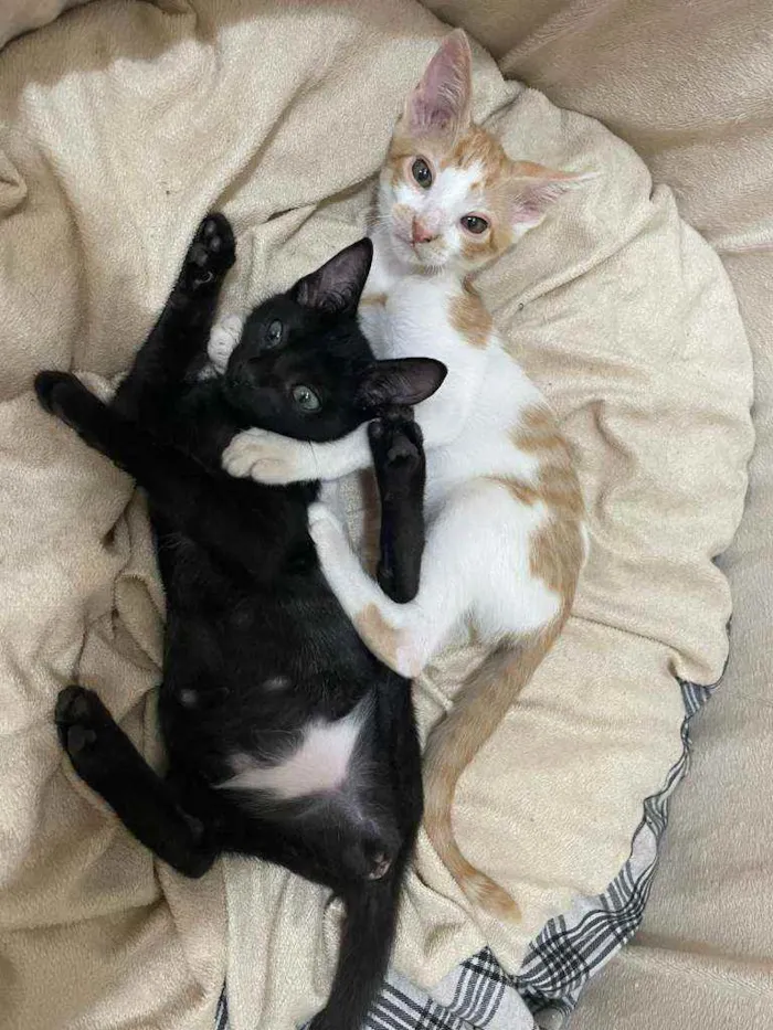 Gato ra a SRD idade 2 a 6 meses nome Mirra