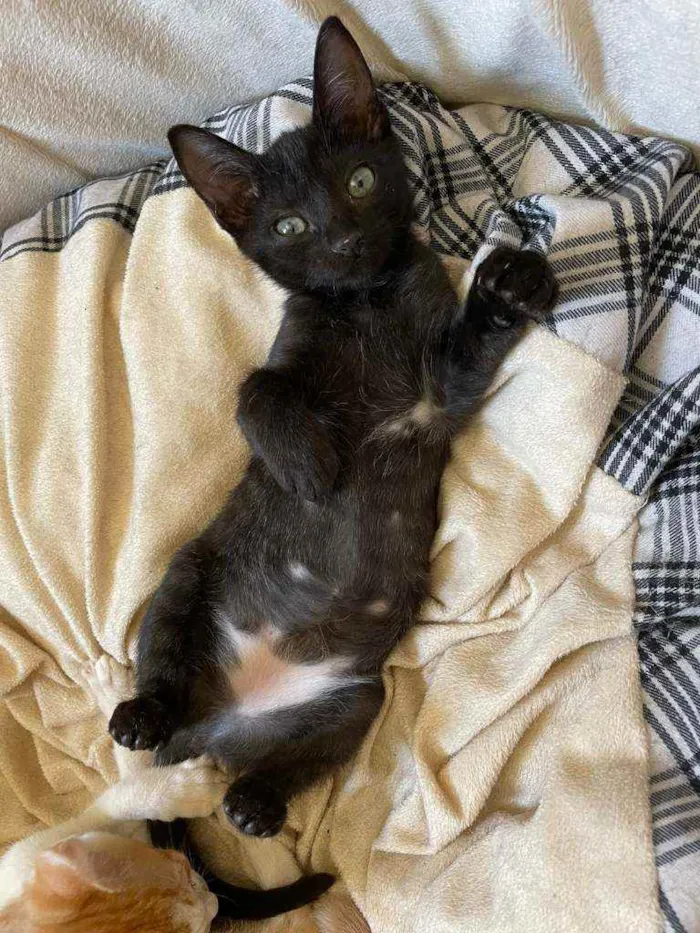 Gato ra a SRD idade 2 a 6 meses nome Mirra
