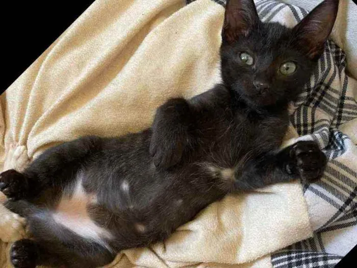 Gato ra a SRD idade 2 a 6 meses nome Mirra