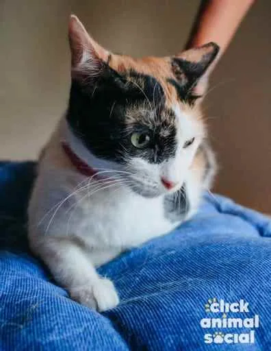 Gato ra a SRD idade 1 ano nome Melissa