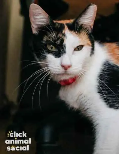 Gato ra a SRD idade 1 ano nome Melissa