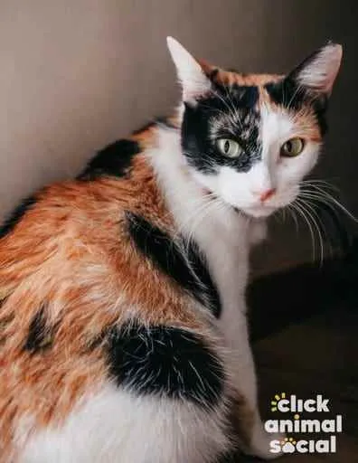 Gato ra a SRD idade 1 ano nome Melissa