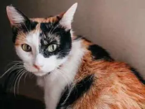 Gato raça SRD idade 1 ano nome Melissa
