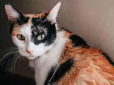 Gato ra a SRD idade 1 ano nome Melissa