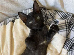 Gato raça SRD idade 2 a 6 meses nome Mirra
