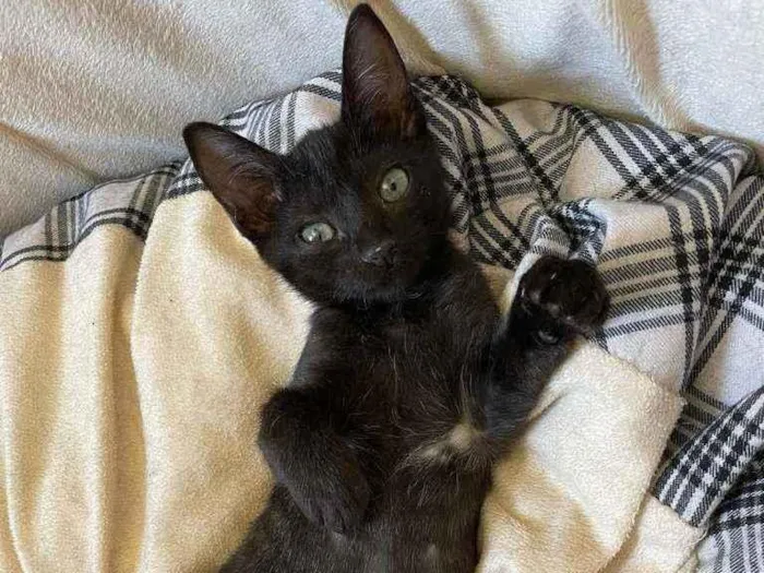 Gato ra a SRD idade 2 a 6 meses nome Mirra